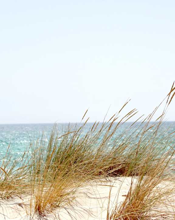 A beach scene with sand dunes and grasses at Heritage Cove Apartments in Stuart, FL, 34997