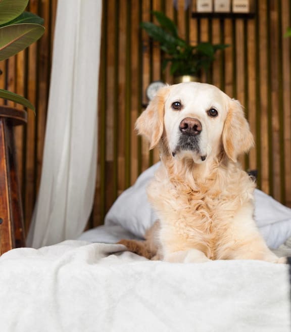 a dog laying on a bed in a bedroom