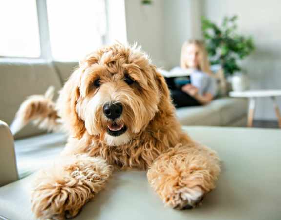 A small brown dog with curly fur is lying on a grey couch at Stillwater Lakes Apartments, Kissimmee, 34744