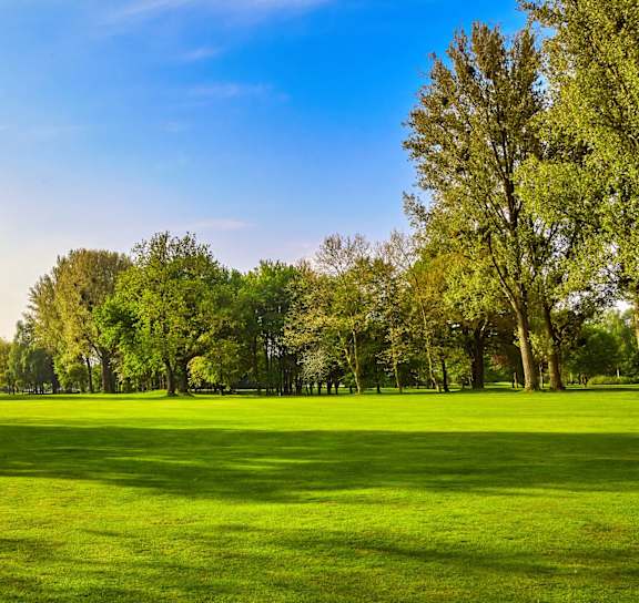 A lush green field with trees in the background.