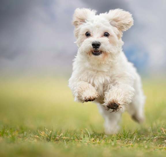 A small white dog is running in the grass.