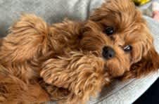 A small brown dog with curly fur is lying down on a grey surface.