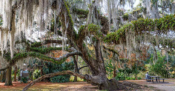 A large tree with Spanish moss hanging from its branches.