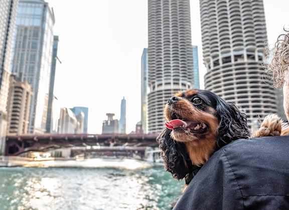 A dog is sitting on a person's shoulder in front of a city skyline at 73 East Lake, Chicago, 60601