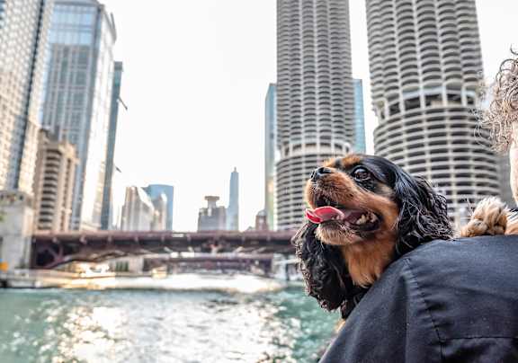 Pet Friendly at Residences at Addison Clark, Chicago, IL, 60613