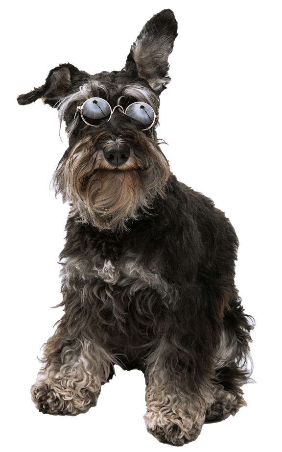 A dog with glasses is standing up.