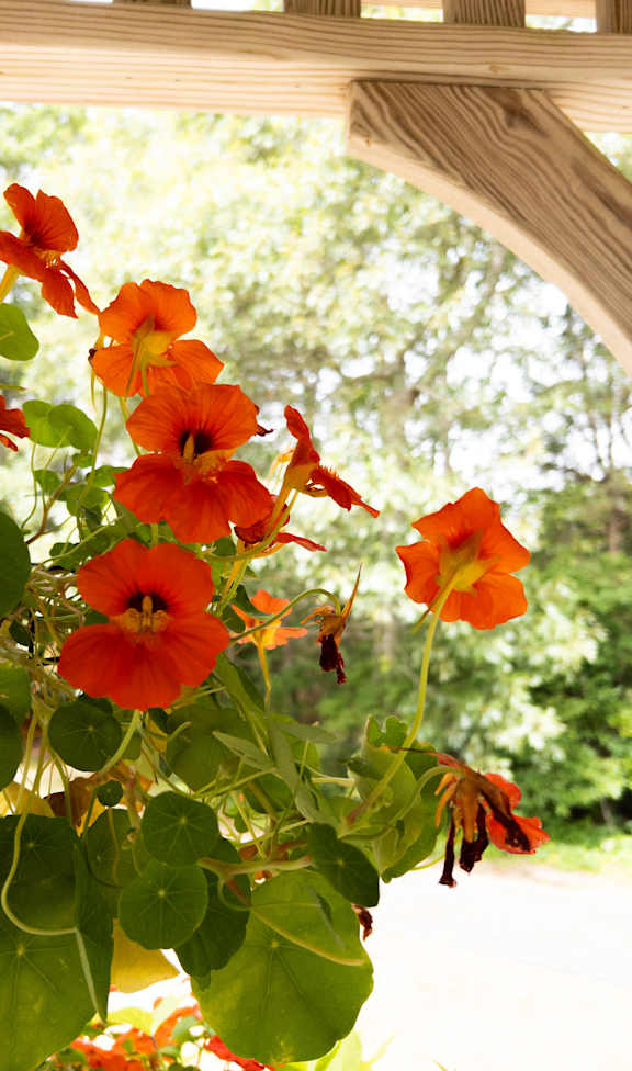 A hanging basket of orange flowers.