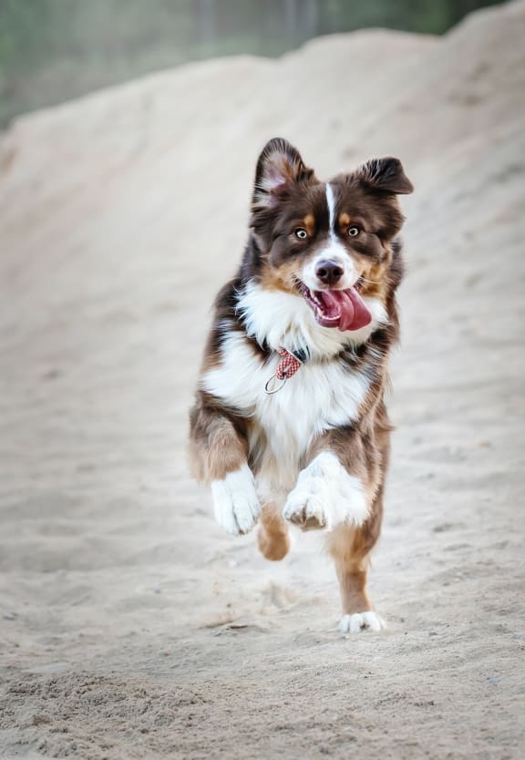 a brown and white dog running on a dirt road at Addison on Fourth, Seattle, Washington