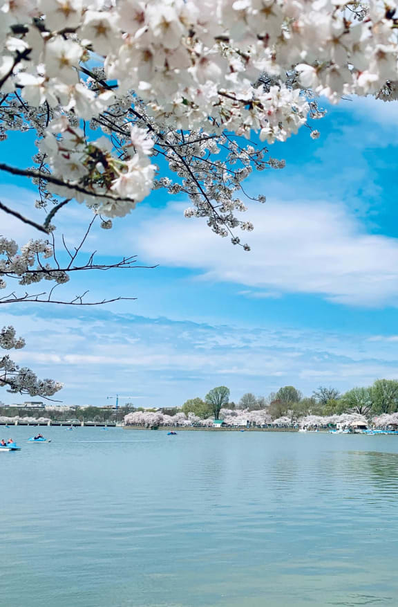 a view of the monument and tidal basin with cherry blossoms