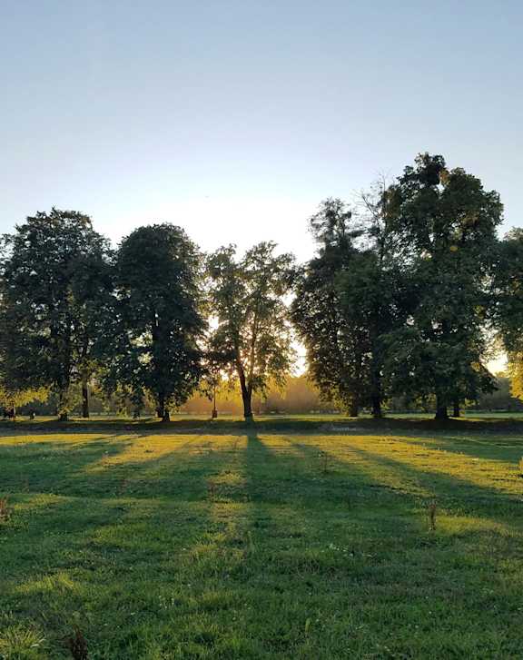 A dog is running through the grass.
