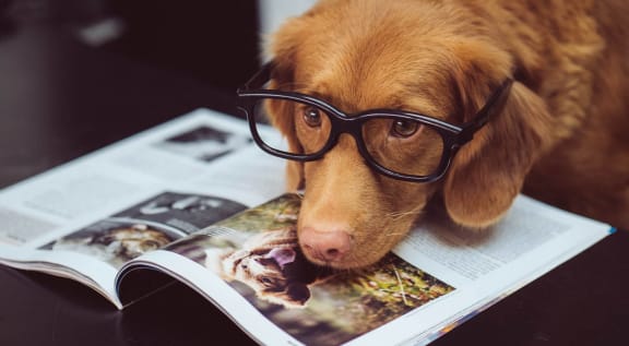 a dog wearing glasses sitting on top of a magazine