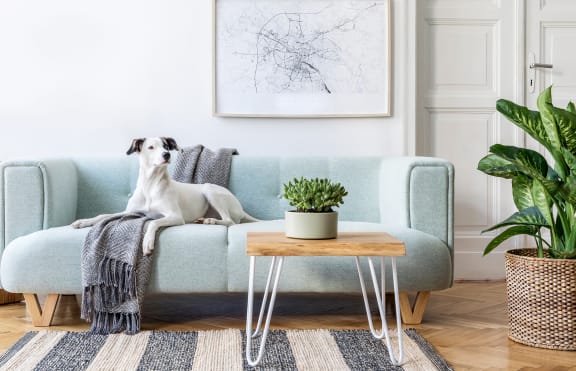 a dog sitting on a couch in a living room