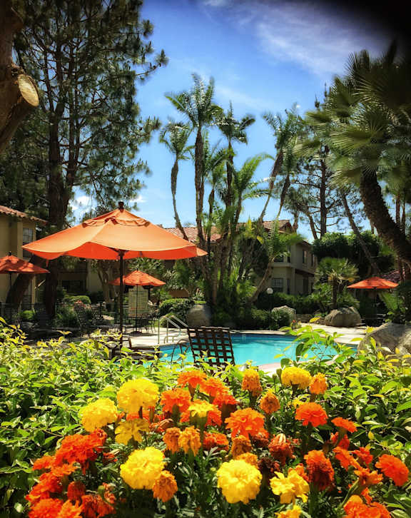 A pool surrounded by palm trees and flowers.