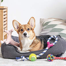 A dog laying in a bed with toys at Tiburon Ridge, Omaha, NE 68136