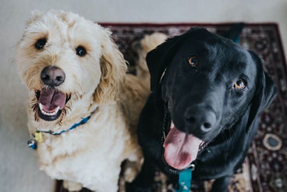Adorable Dogs Looking at Camera Smiling