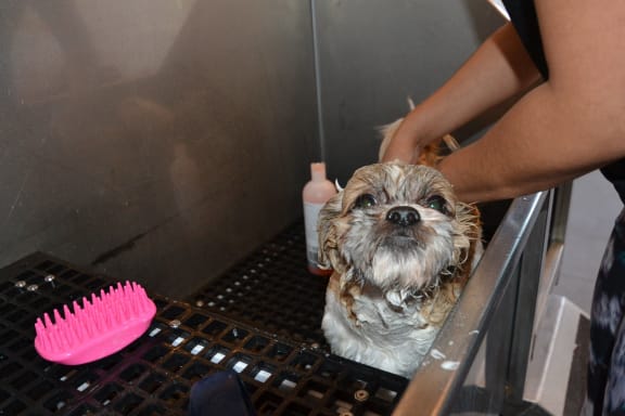a small dog is being washed in a grooming chair