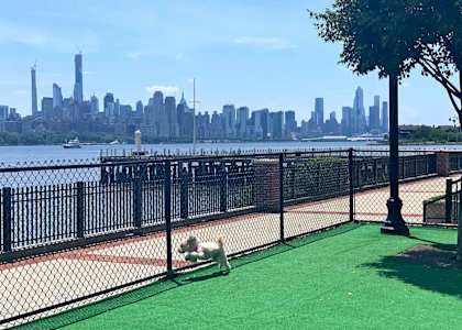 A dog is playing on a green surface near a fence with a city skyline in the background.