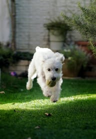 A white dog is running on the grass at Bellamy Park Apartments , Lakewood, 98498