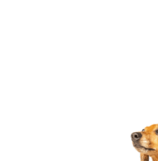 a dog figurine on a black background