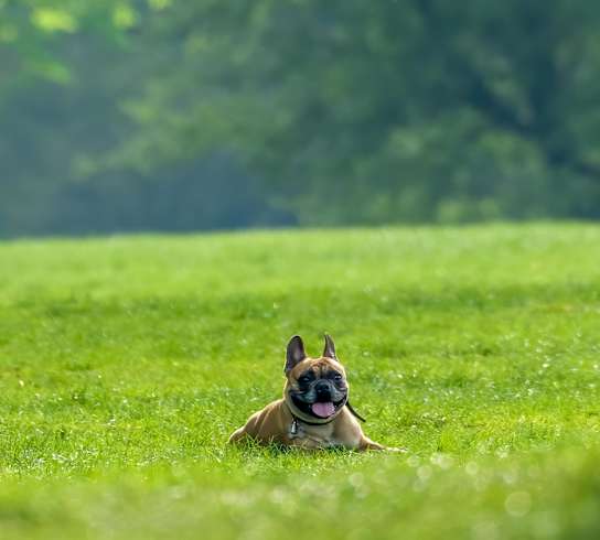 a small dog laying in the grass in a field