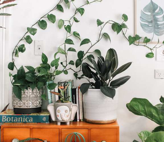 a wooden dresser with a plant on top of it