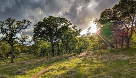 Bidwell Park