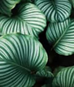 Plam Leaves