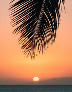 Palm With Sunset