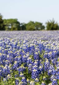 a field of blue and white flowers in a field