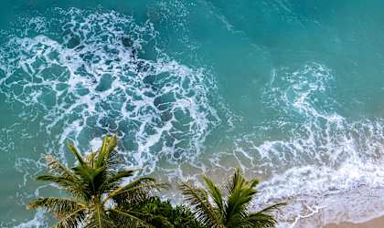 a view of the ocean and palm trees from above