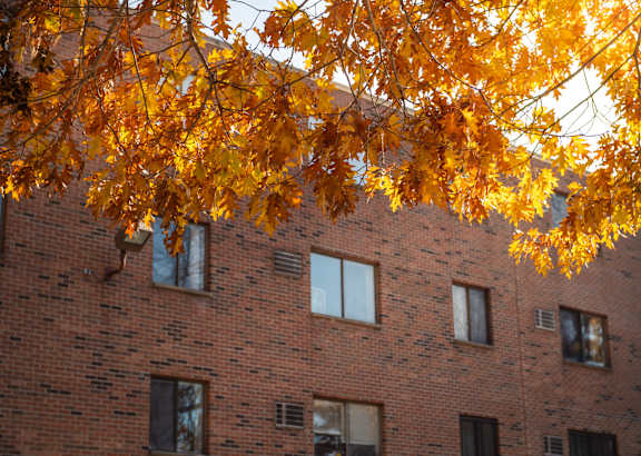 a tree with yellow leaves in front of a brick building