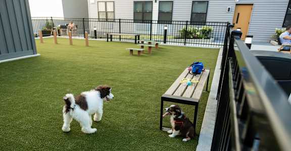 A dog is standing on a green lawn next to a picnic table. at 1010 Apartments, Allentown, 18101