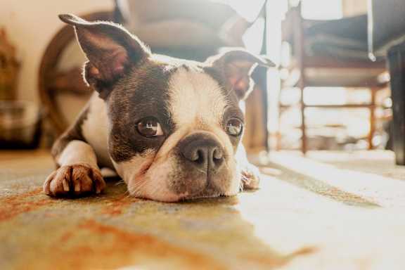 A Boston Terrier dog lying on the floor.