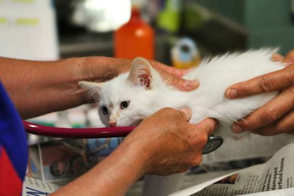 A white cat being held by two hands.
