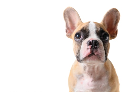 a brown and white dog looking at the camera