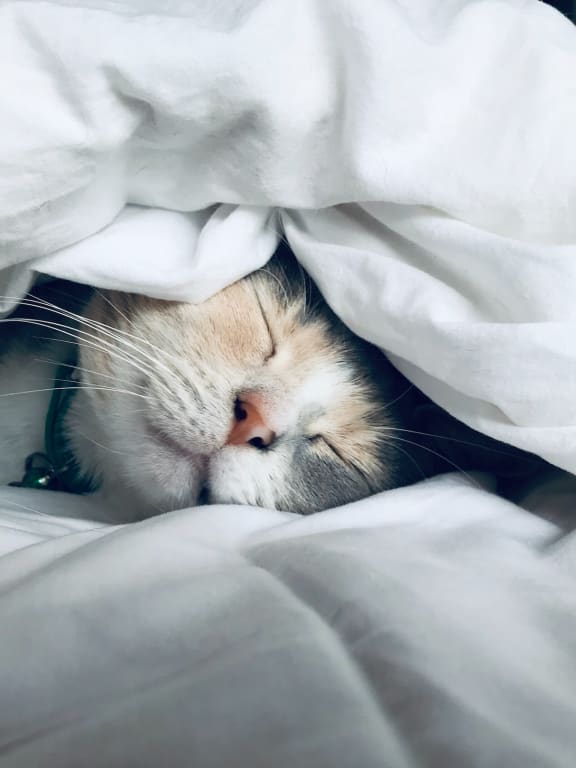 a cat sleeping under a blanket