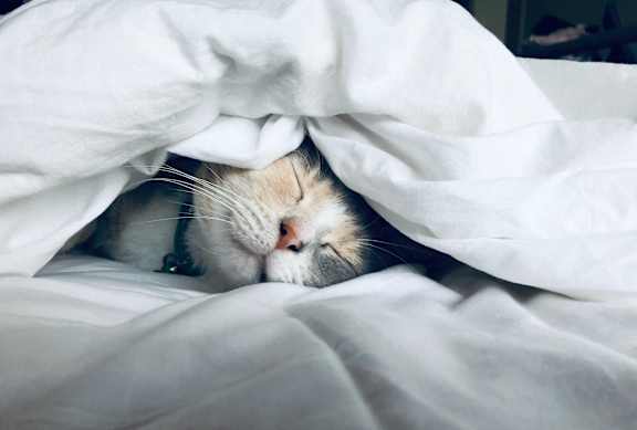 A cat sleeping peacefully under a white blanket.at Tigardville Apartments, Tigard, OR