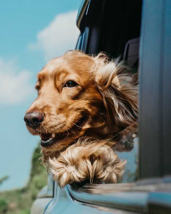 A dog with a golden coat is looking out of a vehicle at Coast Pine