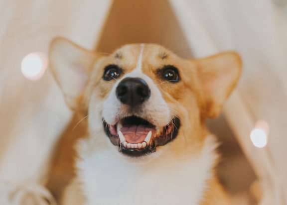 a dog sitting in a bed with white lights on it