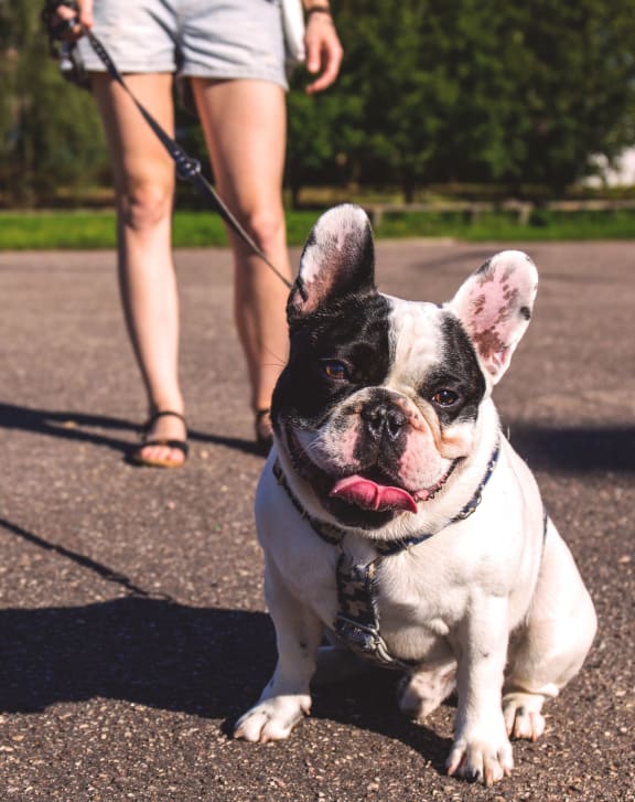 a black and white french bulldog sitting on a leash with its owner in the background