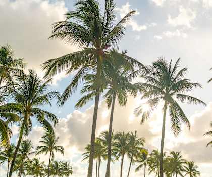 Palms