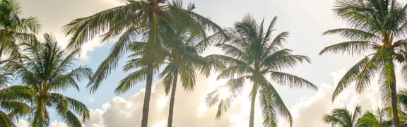 Palms