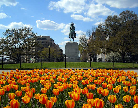 A field of orange tulips with a statue in the background.
