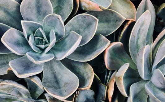 a bunch of succulent plants in a garden at Nook Nine in Indianapolis, IN