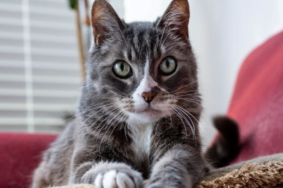 Grey Cat at Patterson Place, Santa Barbara, CA