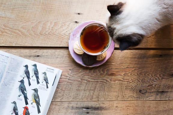 _tea_cup_with_book_cat_on_table at Sumida Gardens Apartments, Santa Barbara, 93111