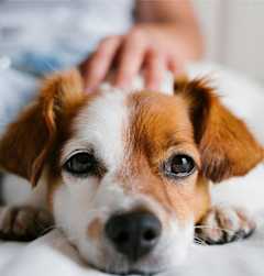 a brown and white dog laying on a bed with a person petting its head