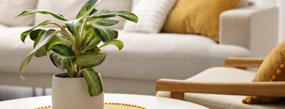 A potted plant sits on a table in a living room.