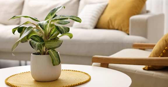 A potted plant sits on a table in a living room.