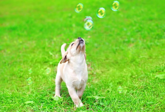 A dog is playing with bubbles in the grass.